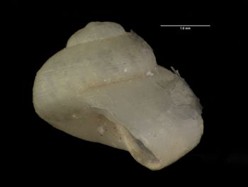 Media type: image;   Malacology 178560